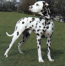 dalmata1.jpeg