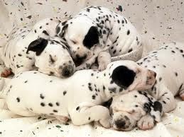 dalmata2.jpeg