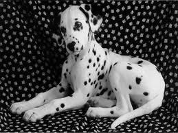 dalmata3.jpeg